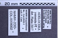 Etiketten zu Adelocera yemenita (NHMW-ZOO-COL-0008002)